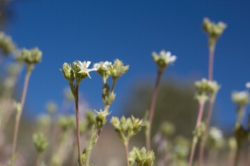 White blooming Cyme inflorescences of Meadow Dwarfrose, Horkelia Rydbergii, Rosaceae, native herbaceous perennial in Baldwin Lake Reserve, San Bernardino Mountains, Transverse Ranges, Summer.