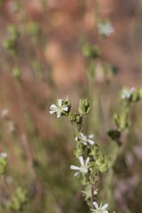 White blooming Cyme inflorescences of Meadow Dwarfrose, Horkelia Rydbergii, Rosaceae, native herbaceous perennial in Baldwin Lake Reserve, San Bernardino Mountains, Transverse Ranges, Summer.