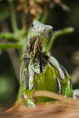 iguana on a tree