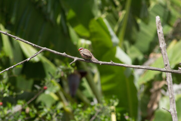 robin on branch