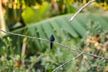 bird on a branch