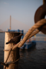 Streets and Art of Bangkok