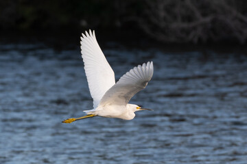 Obraz premium Snow white Egret flies over the rippling waters of the ocean lagoon with wing spread.