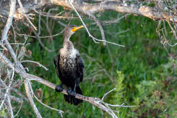 Great Crested Cormorant bird perches with webbed feet on lagoon mangrove branch in the shade.