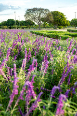 field of lavender