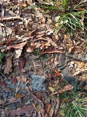 Close up shot photography of dry leaves fresh wild grass on hard concrete surface