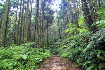 Obraz premium beauty of nature in Xinzhu Taiwan