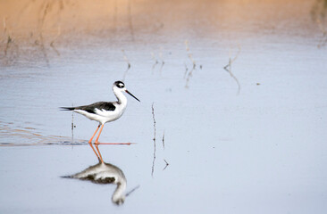 A black necked stilt and its reflection in the san jacinto wildlife area in Perris, California