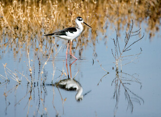 A black necked stilt wading in a pond showing off its reflection in the  San Jacinto Wildlife area near Perris, California