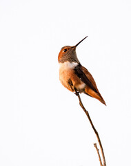 Closeup of a rufous hummingbird on a tiny branch. 