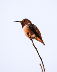 Closeup of a Rufous hummingbird on a branch