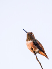 Closeup image of a rufous hummingbird on a branch in the Inland Empire, Southern California