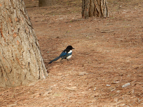 Bird magpie on the background of bare ground among tree trunks, copy space