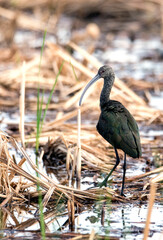 White faced Ibis in the San Jacinto Wildlife area near Perris in Southern California