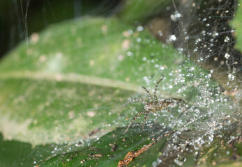 spider