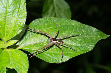 spider