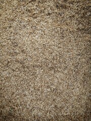 pile of dried rice husks shot from the top view showing high detail