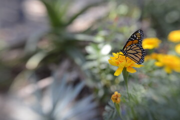 Monarch butterfly on a yellow flower.
