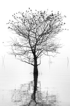 The dead tree in the middle of the lake was dead without leaves, leaving only branches to let the birds rest for a while.