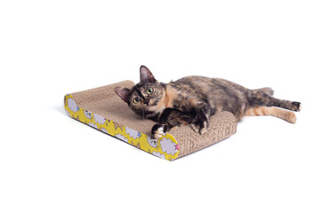 Tabby Cat scratching nails on cardboard cat scratcher isolated on white background.