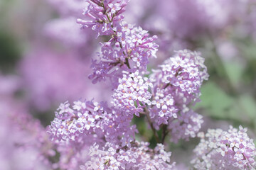 Obraz premium blooming branches of pink lilac in spring