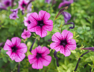 Selective focus, purple flowers among foliage and green forest.