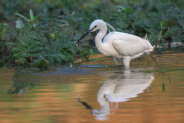 Image of little egret (Egretta garzetta) looking for food in the swamp on nature background. Bird. Animals.