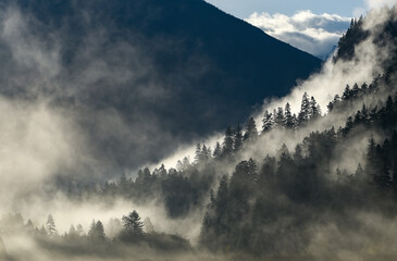 foggy mountain trees