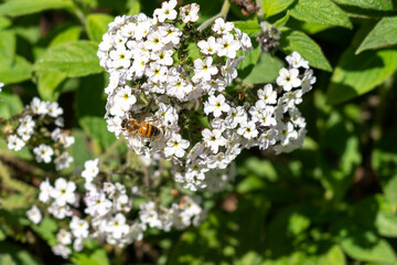 A Bee Lands On A Flower To Gather Pollen In Melbournes Botanic Garden