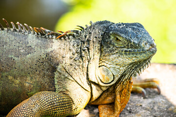 green iguana portrait