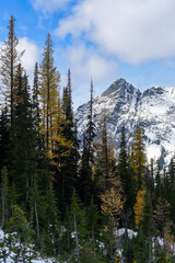 autumn larches in the cascades
