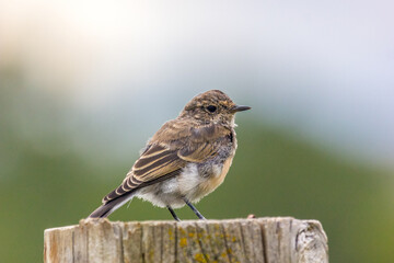 a mysterious little bird perched on a tree stump