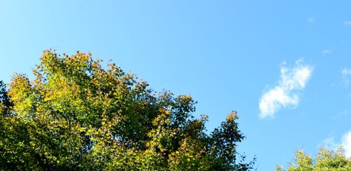秋　空　カエデ　風景