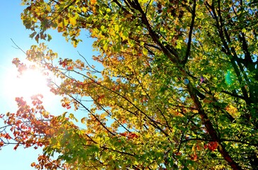 秋　紅葉　空　風景