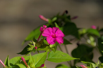 ピンク色のオシロイバナ