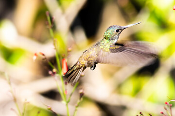hummingbird feeding on a red flower