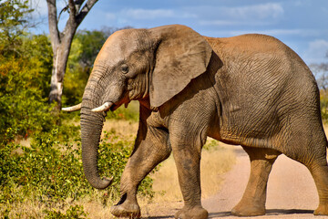 Elephant crossing 

A young elephant bull in the Bubye Valley Conservancy of Zimbabwe