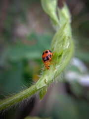 Fototapeta premium picture of orange cucumber beetle moving on cucumber leaf