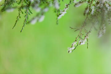 Australian native plants Kunzea ambigua or  tick bush against green out of focus background. 