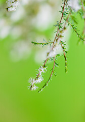 Australian native plants Kunzea ambigua or  tick bush against green out of focus background. 