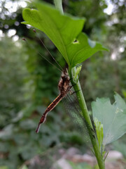 A high resolution picture of rare owlfly named ascalaphus sinsiter walker. Himachal pradesh, India