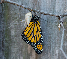 monarch butterfly on a branch