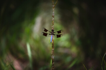 dragonfly on a branch