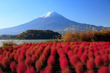 赤いコキアと富士山　河口湖大石公園
