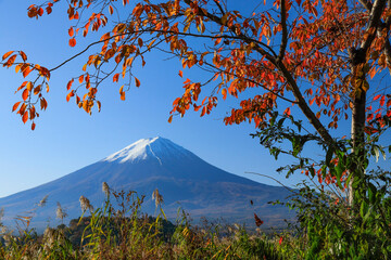 紅葉と富士山　河口湖　大石公園