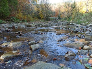 stream in the forest