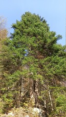 pine tree in the forest