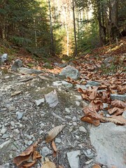 Obraz premium stream in the forest