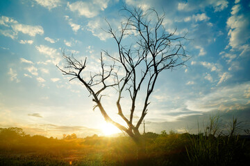 Fototapeta premium sunset in the forest