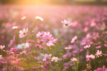 Naklejka premium Pink cosmos on field in sunset time